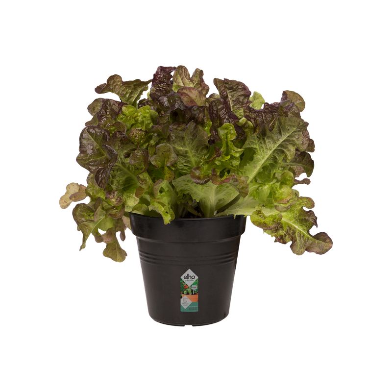 Elho Green Basics Growpot 11cm Living Black – planted display