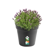 Elho Green Basics Growpot 35cm Living Black – planted display