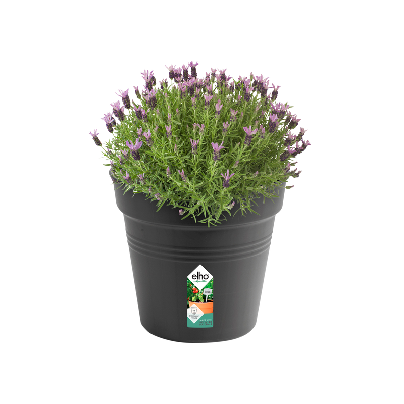Elho Green Basics Growpot 35cm Living Black – planted display