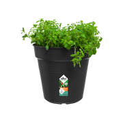 Elho Green Basics Growpot 24cm Living Black – planted display
