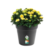 Elho Green Basics Growpot 40cm Living Black – planted display