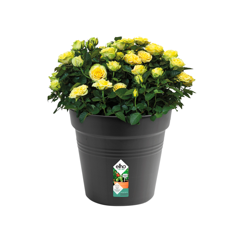 Elho Green Basics Growpot 40cm Living Black – planted display