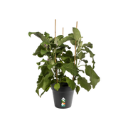 Elho Green Basics Growpot 21cm Living Black – planted display