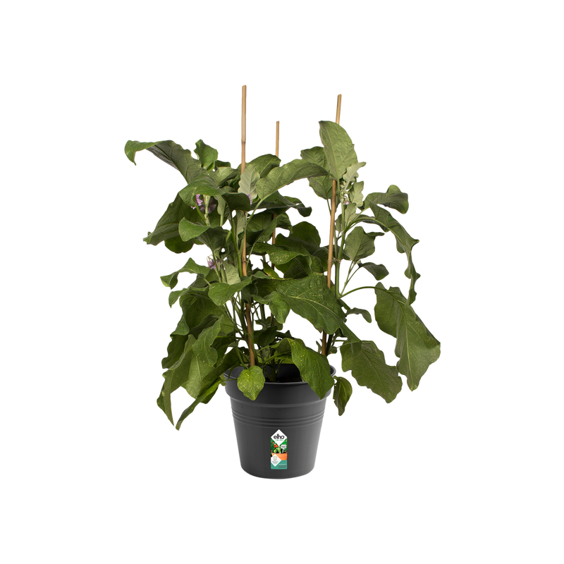 Elho Green Basics Growpot 21cm Living Black – planted display