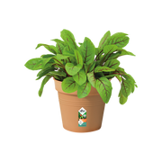 Elho Green Basics Growpot 13cm Mild Terracotta – planted display