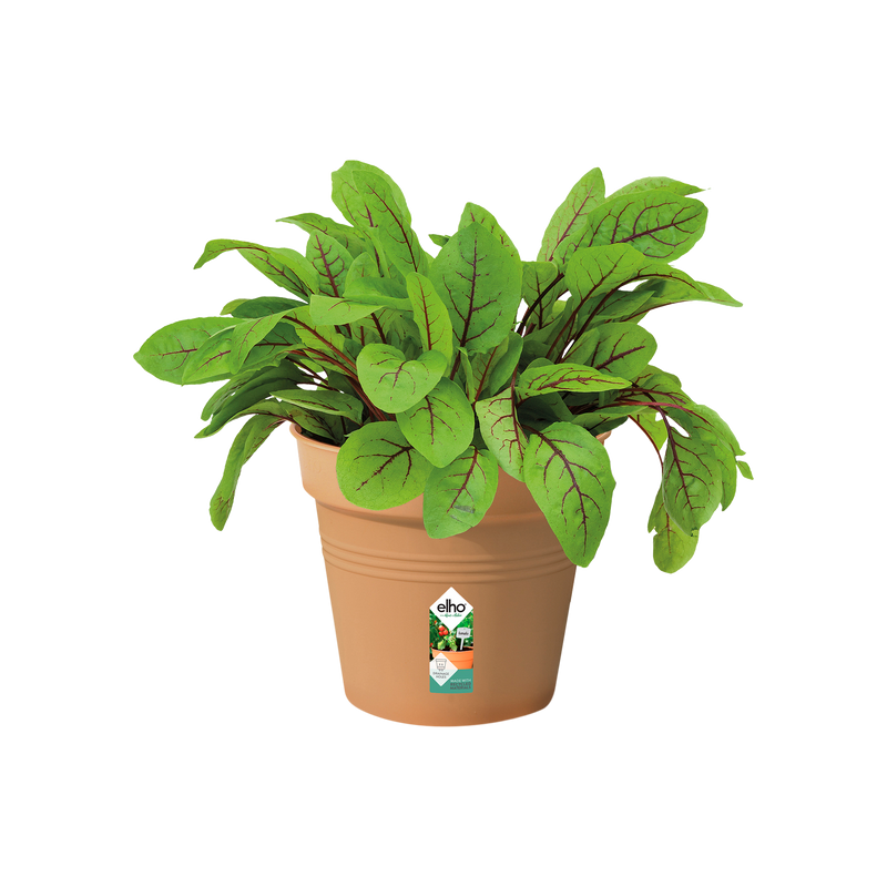 Elho Green Basics Growpot 13cm Mild Terracotta – planted display