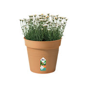 Elho Green Basics Growpot 30cm Mild Terracotta – planted display