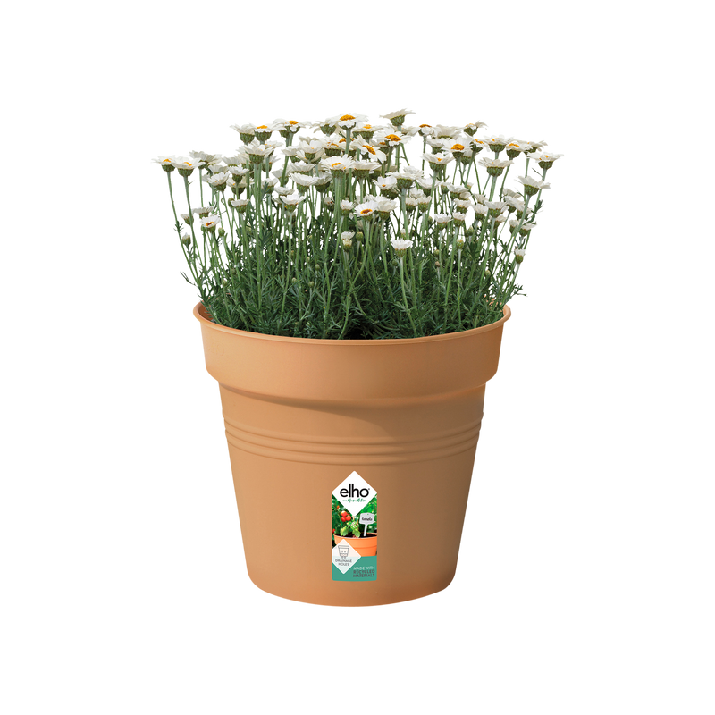 Elho Green Basics Growpot 30cm Mild Terracotta – planted display