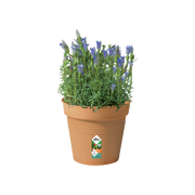 Elho Green Basics Growpot 17cm Mild Terracotta – planted display
