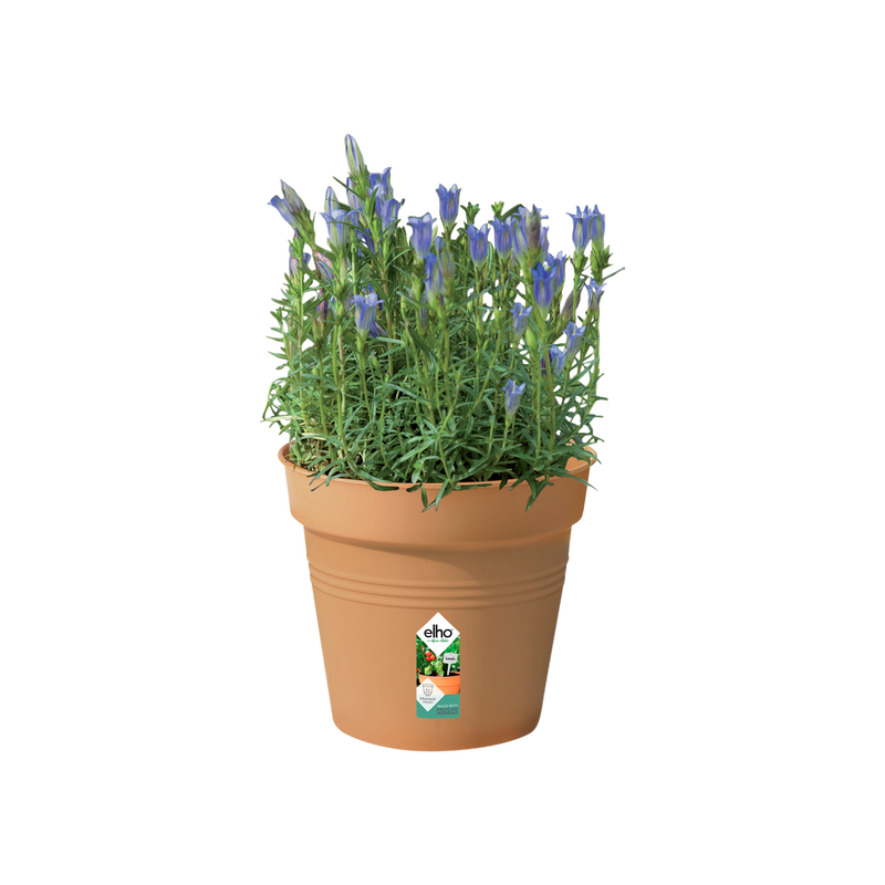 Elho Green Basics Growpot 17cm Mild Terracotta – planted display