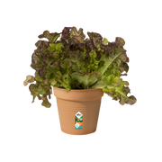 Elho Green Basics Growpot 11cm Mild Terracotta – planted display