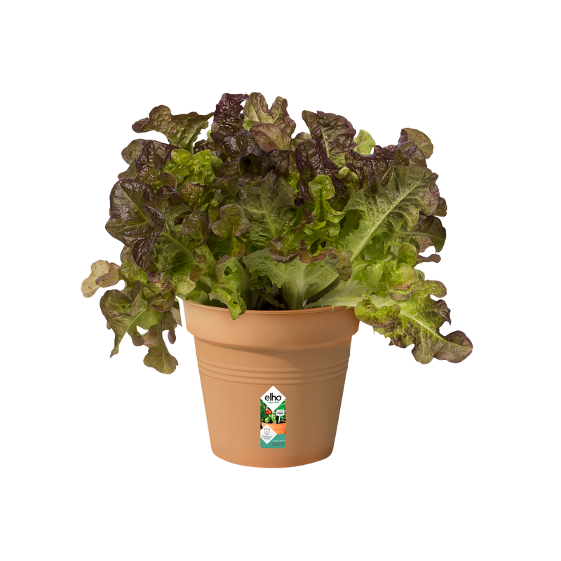 Elho Green Basics Growpot 11cm Mild Terracotta – planted display
