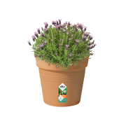 Elho Green Basics Growpot 35cm Mild Terracotta – planted display