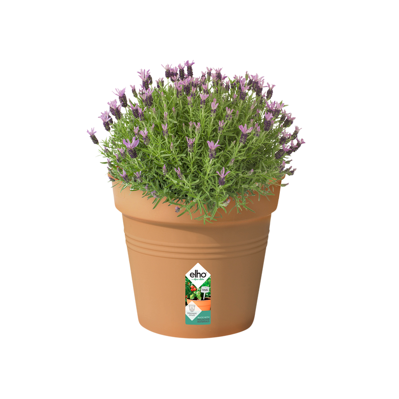 Elho Green Basics Growpot 35cm Mild Terracotta – planted display