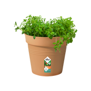Elho Green Basics Growpot 24cm Mild Terracotta – planted display