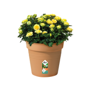 Elho Green Basics Growpot 40cm Mild Terracotta – planted display