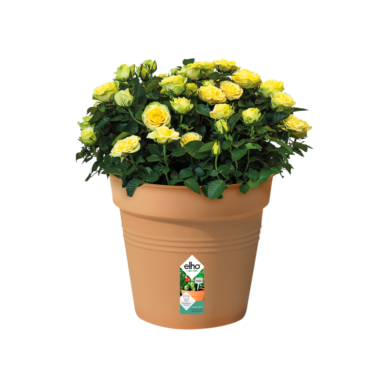Elho Green Basics Growpot 40cm Mild Terracotta – planted display