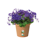 Elho Green Basics Growpot 27cm Mild Terracotta – planted display