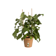 Elho Green Basics Growpot 19cm Mild Terracotta – planted display