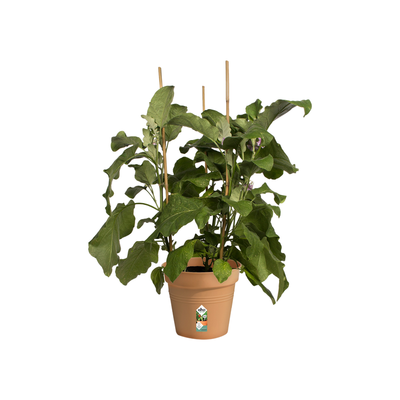 Elho Green Basics Growpot 19cm Mild Terracotta – planted display