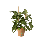 Elho Green Basics Growpot 21cm Mild Terracotta – planted display
