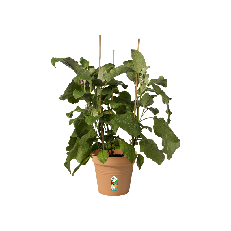 Elho Green Basics Growpot 21cm Mild Terracotta – planted display