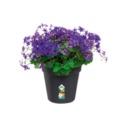 Elho Green Basics Growpot 27cm Living Black – planted display