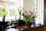 Elho Green Basics Orchid range – range lifestyle inspiration