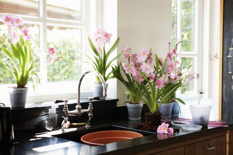Elho Green Basics Orchid range – range lifestyle inspiration