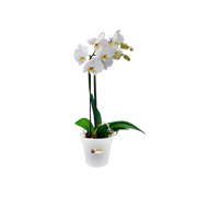 Elho Green Basics Orchid 13cm Transparent – planted display