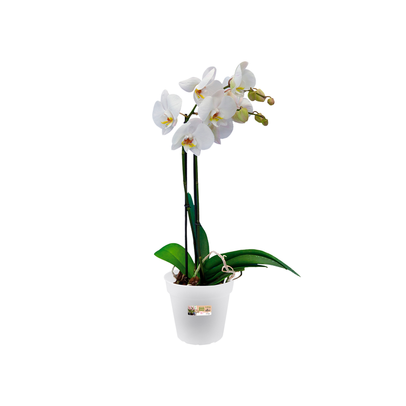 Elho Green Basics Orchid 13cm Transparent – planted display