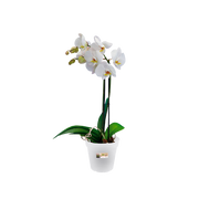 Elho Green Basics Orchid 15cm Transparent – planted display