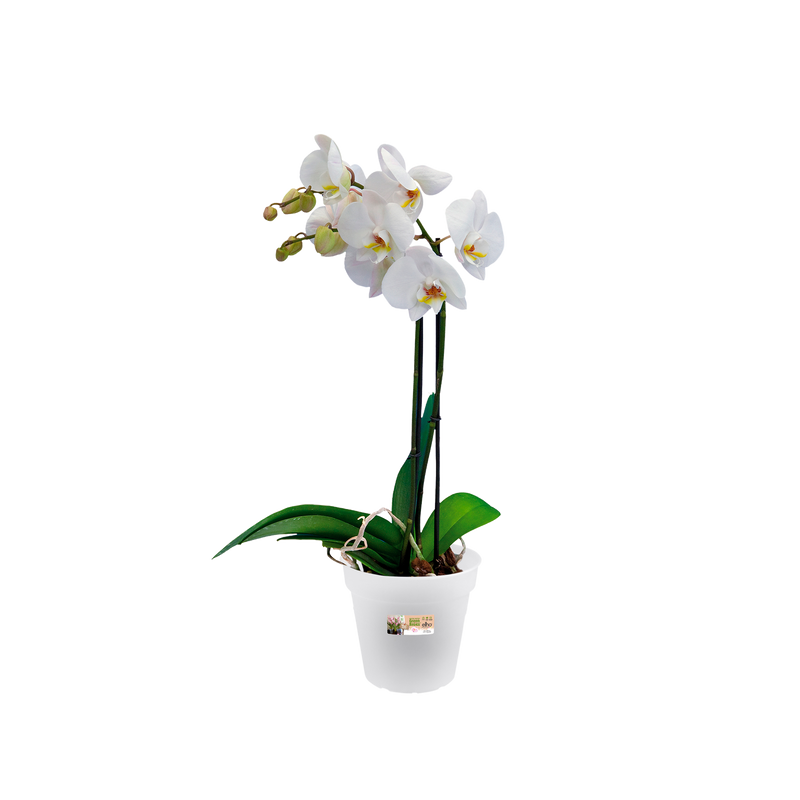 Elho Green Basics Orchid 15cm Transparent – planted display