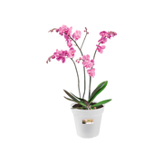 Elho Green Basics Orchid 17cm Transparent – planted display