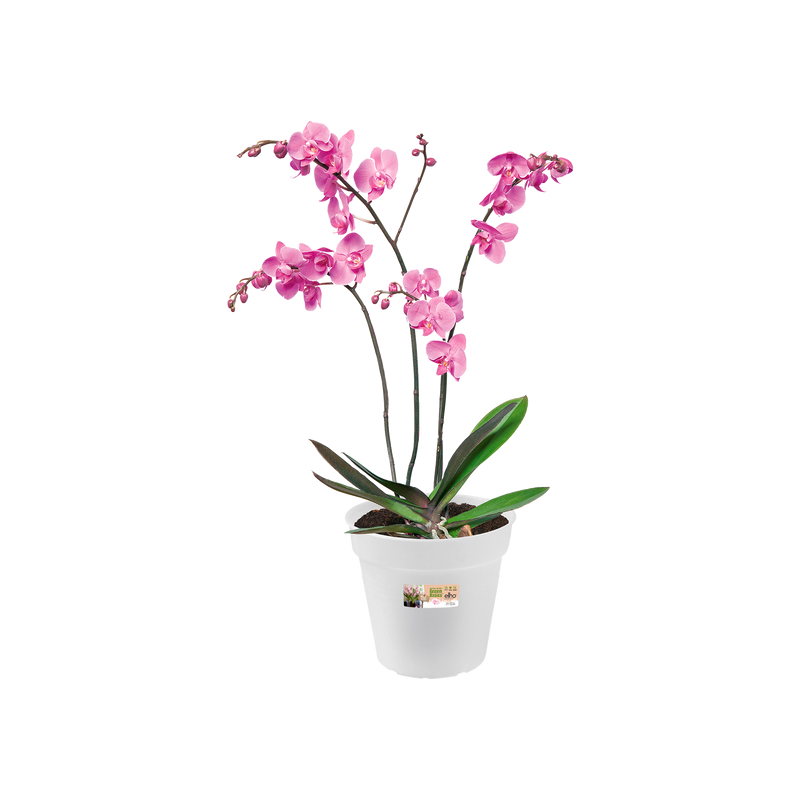 Elho Green Basics Orchid 17cm Transparent – planted display