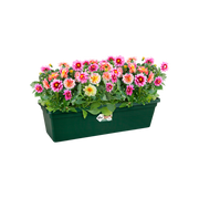 Elho Green Basics Trough range – planted display