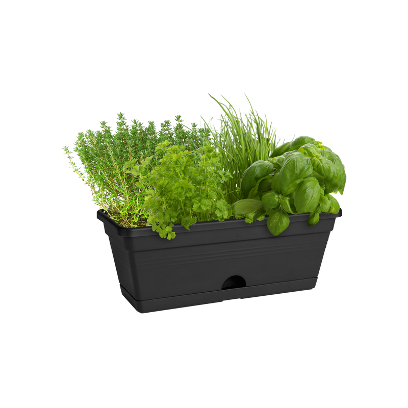 Elho Green Basics Trough Mini 30cm Living Black – planted display