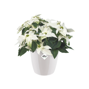 Elho Brussels Diamond Round range – planted display