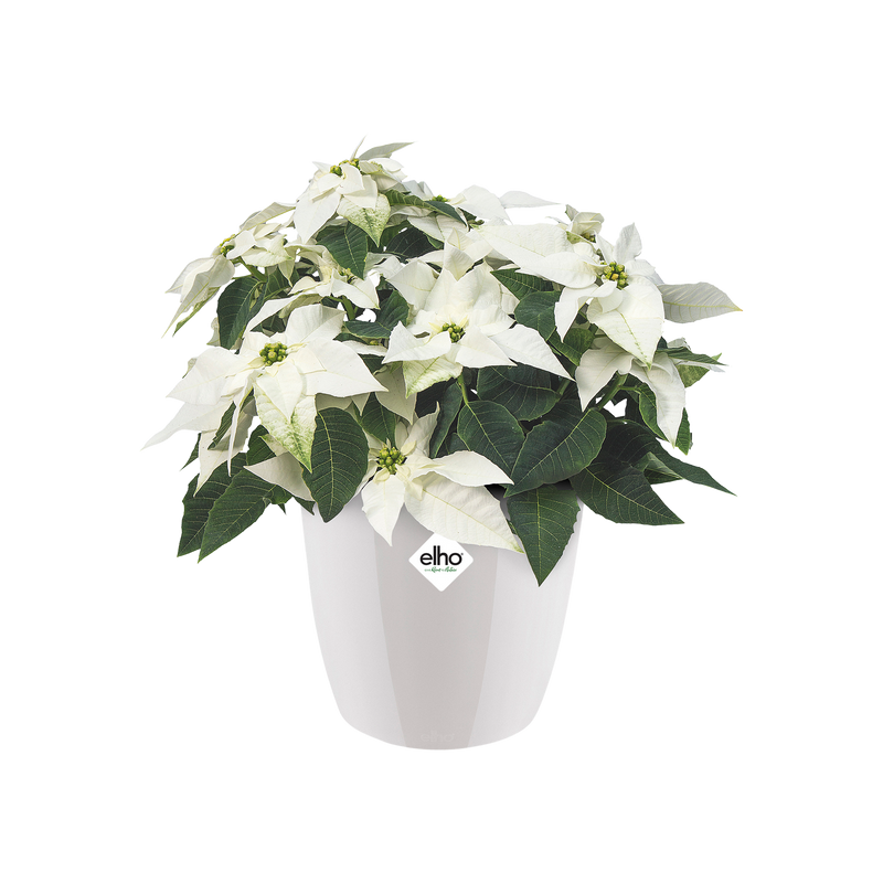 Elho Brussels Diamond Round range – planted display