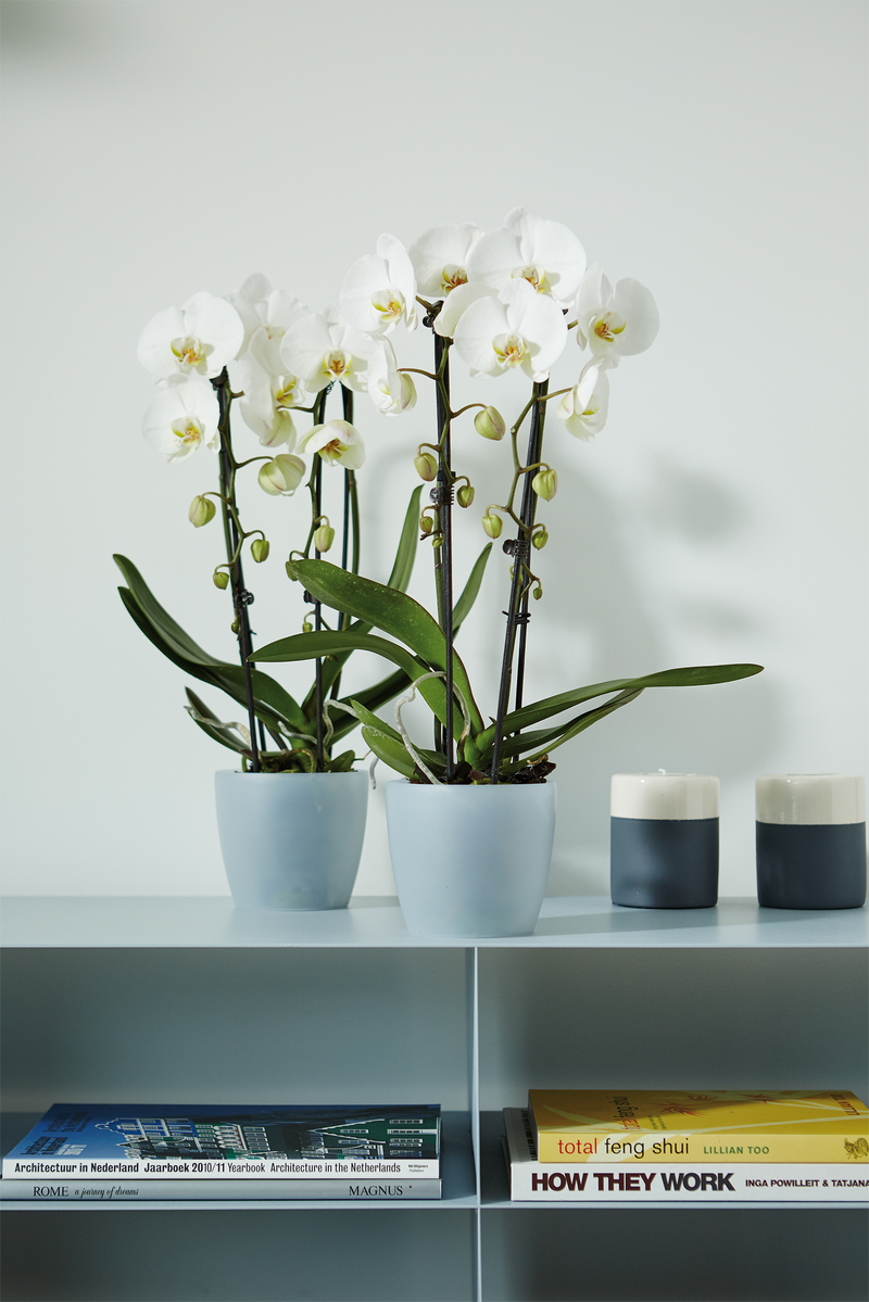 Elho Brussels Orchid range – range lifestyle inspiration