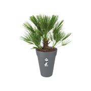 Elho Loft Urban Round High 35cm Anthracite – planted display
