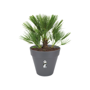 Elho Loft Urban Round Wheels 60cm Anthracite – planted display