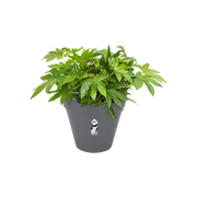Elho Loft Urban Round Wheels 50cm Anthracite – planted display
