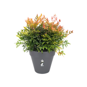 Elho Loft Urban Round Wheels 40cm Anthracite – planted display