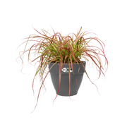 Elho Vibia Campana Round range – planted display