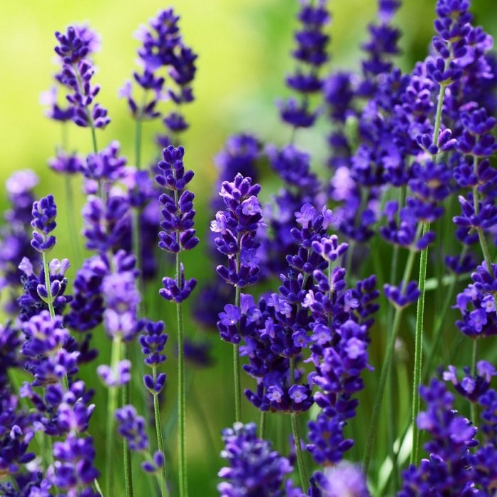 Natures Haven Lavender Ellagance Purple