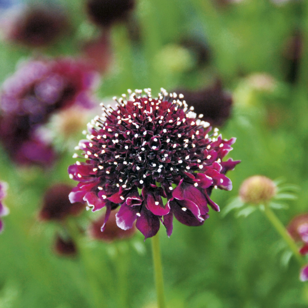 Scabiosa 'Summer Nights' (2 Litre)