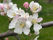 Elstar apple tree – ripe apples on the tree