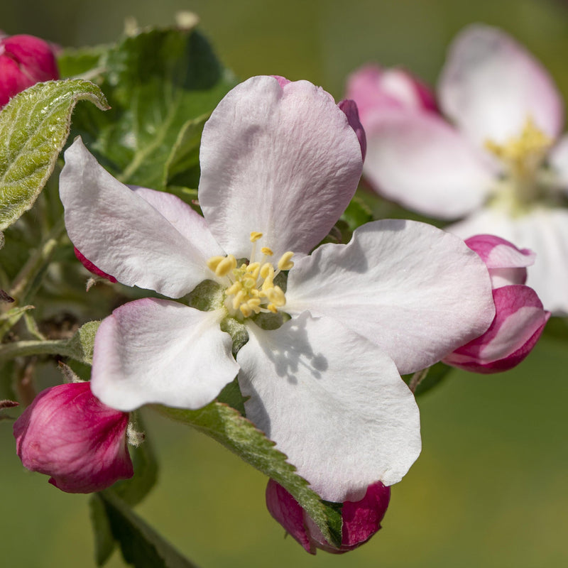 Elstar apple tree – flowers or seasonal detail