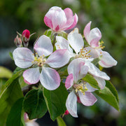 Elstar apple tree – foliage, fruit or mature form